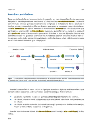160
Unidad 7 UAS
Anabolismo y catabolismo
Cada una de las células en funcionamiento de cualquier ser vivo, desarrolla miles de reacciones
exergónicas y endergónicas que en conjunto se conocen como metabolismo celular. Las células
son diminutas fábricas químicas increíblemente complejas. El metabolismo de una célula es el
total de sus reacciones químicas. Muchas de estas reacciones se encadenan en sucesiones llama-
das vías metabólicas. En las vías metabólicas intervienen los reactivos que son las sustancias que
participan en una reacción, los intermediarios (sustancias que se forman en curso de la reacción)
y los productos que son las sustancias que quedan al final de la reacción. Ejemplos de estas vías
son la fotosíntesis y la glucólisis. Diferentes vías metabólicas podrían utilizar las mismas molécu-
las, por esta razón, todas las reacciones y todas las moléculas de una célula están interconectadas
en una sola vía metabólica de gran complejidad.
Las reacciones químicas en las células se rigen por las mismas leyes de la termodinámica que
controlan otras reacciones. La bioquímica de las células se regula de tres formas:
l Las células regulan las reacciones químicas utilizando proteínas llamadas enzimas.
l Las células sintetizan moléculas portadoras de energía que transfieren energía dentro de
las células.
l Las células acoplan moléculas portadoras de energía que capturan de reacciones exergó-
nicas y la transportan a reacciones endergónicas.
Las vías metabólicas se dividen en vías anabólicas (anabolismo) y vías catabólicas (catabo-
lismo).
Figura 7.13 Perspectiva simplificada de las vías metabólicas. El producto de cada reacción sirve como reactivo para
la siguiente reacción de la vía. Cada reacción es catalizada por una enzima específica.
 