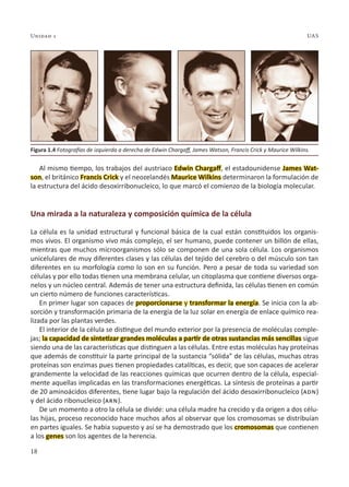 Unidad 1
18
UAS
Al mismo tiempo, los trabajos del austriaco Edwin Chargaff, el estadounidense James Wat-
son, el británico Francis Crick y el neozelandés Maurice Wilkins determinaron la formulación de
la estructura del ácido desoxirribonucleico, lo que marcó el comienzo de la biología molecular.
Una mirada a la naturaleza y composición química de la célula
La célula es la unidad estructural y funcional básica de la cual están constituidos los organis-
mos vivos. El organismo vivo más complejo, el ser humano, puede contener un billón de ellas,
mientras que muchos microorganismos sólo se componen de una sola célula. Los organismos
unicelulares de muy diferentes clases y las células del tejido del cerebro o del músculo son tan
diferentes en su morfología como lo son en su función. Pero a pesar de toda su variedad son
células y por ello todas tienen una membrana celular, un citoplasma que contiene diversos orga-
nelos y un núcleo central. Además de tener una estructura definida, las células tienen en común
un cierto número de funciones características.
En primer lugar son capaces de proporcionarse y transformar la energía. Se inicia con la ab-
sorción y transformación primaria de la energía de la luz solar en energía de enlace químico rea-
lizada por las plantas verdes.
El interior de la célula se distingue del mundo exterior por la presencia de moléculas comple-
jas; la capacidad de sintetizar grandes moléculas a partir de otras sustancias más sencillas sigue
siendo una de las características que distinguen a las células. Entre estas moléculas hay proteínas
que además de constituir la parte principal de la sustancia “sólida” de las células, muchas otras
proteínas son enzimas pues tienen propiedades catalíticas, es decir, que son capaces de acelerar
grandemente la velocidad de las reacciones químicas que ocurren dentro de la célula, especial-
mente aquellas implicadas en las transformaciones energéticas. La síntesis de proteínas a partir
de 20 aminoácidos diferentes, tiene lugar bajo la regulación del ácido desoxirribonucleico (adn)
y del ácido ribonucleico (arn).
De un momento a otro la célula se divide: una célula madre ha crecido y da origen a dos célu-
las hijas, proceso reconocido hace muchos años al observar que los cromosomas se distribuían
en partes iguales. Se había supuesto y así se ha demostrado que los cromosomas que contienen
a los genes son los agentes de la herencia.
Figura 1.4 Fotografías de izquierda a derecha de Edwin Chargaff, James Watson, Francis Crick y Maurice Wilkins.
 