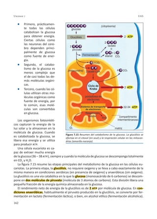 162
Unidad 7 UAS
l Primero, prácticamen-
te todas las células
catabolizan la glucosa
para obtener energía.
Ciertas células como
las neuronas del cere-
bro dependen princi-
palmente de glucosa
como fuente de ener-
gía.
l Segundo, el catabo-
lismo de la glucosa es
menos complejo que
el de casi todas las de-
más moléculas orgáni-
cas.
l Tercero, cuando las cé-
lulas utilizan otras mo-
léculas orgánicas como
fuente de energía, por
lo común, esas molé-
culas son convertidas
en glucosa.
Los organismos fotosintéti-
cos capturan la energía de la
luz solar y la almacenan en la
molécula de glucosa. Cuando
es catabolizada la glucosa, se
libera esa energía y se utiliza
para producir atp.
Una célula eucariota es ca-
paz de extraer mucha energía
de la glucosa (36 – 38 atp), siempre y cuando la molécula de glucosa se descomponga totalmente
en CO2
y H2
O.
La figura 7.15 resume las etapas principales del metabolismo de la glucosa en las células eu-
cariotas. La primera etapa, la glucólisis, no requiere oxígeno y se lleva a cabo exactamente de la
misma manera en condiciones aeróbicas (en presencia de oxígeno) y anaeróbicas (sin oxígeno).
La glucólisis es una vía catabólica en la que la glucosa (monosacárido de 6 carbonos) se descom-
pone en dos moléculas de piruvato (molécula de 3 átomos de carbono). Esta división libera una
pequeña fracción de la energía química almacenada en la glucosa.
El rendimiento neto de energía de la glucólisis es de 2 atp por molécula de glucosa. En con-
diciones anaeróbicas, habitualmente el piruvato producido en la glucólisis, se convierte por fer-
mentación en lactato (fermentación láctica), o bien, en alcohol etílico (fermentación alcohólica).
Figura 7.15 Resumen del catabolismo de la glucosa. La glucólisis se
efectúa en el citosol (en azul) y la respiración celular en las mitocon-
drias (amarillo-naranja).
 
