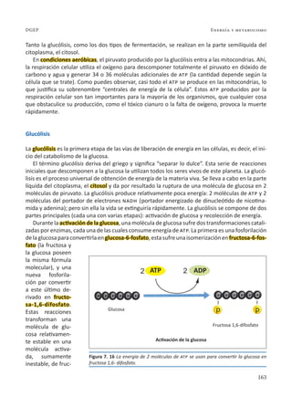 163
Energía y metabolismo
DGEP
Tanto la glucólisis, como los dos tipos de fermentación, se realizan en la parte semilíquida del
citoplasma, el citosol.
En condiciones aeróbicas, el piruvato producido por la glucólisis entra a las mitocondrias. Ahí,
la respiración celular utiliza el oxígeno para descomponer totalmente el piruvato en dióxido de
carbono y agua y generar 34 o 36 moléculas adicionales de atp (la cantidad depende según la
célula que se trate). Como puedes observar, casi todo el atp se produce en las mitocondrias, lo
que justifica su sobrenombre “centrales de energía de la célula”. Estos atp producidos por la
respiración celular son tan importantes para la mayoría de los organismos, que cualquier cosa
que obstaculice su producción, como el tóxico cianuro o la falta de oxígeno, provoca la muerte
rápidamente.
Glucólisis
La glucólisis es la primera etapa de las vías de liberación de energía en las células, es decir, el ini-
cio del catabolismo de la glucosa.
El término glucólisis deriva del griego y significa “separar lo dulce”. Esta serie de reacciones
iniciales que descomponen a la glucosa la utilizan todos los seres vivos de este planeta. La glucó-
lisis es el proceso universal de obtención de energía de la materia viva. Se lleva a cabo en la parte
líquida del citoplasma, el citosol y da por resultado la ruptura de una molécula de glucosa en 2
moléculas de piruvato. La glucólisis produce relativamente poca energía: 2 moléculas de atp y 2
moléculas del portador de electrones nadh (portador energizado de dinucleótido de nicotina-
mida y adenina); pero sin ella la vida se extinguiría rápidamente. La glucólisis se compone de dos
partes principales (cada una con varias etapas): activación de glucosa y recolección de energía.
Durante la activación de la glucosa, una molécula de glucosa sufre dos transformaciones catali-
zadas por enzimas, cada una de las cuales consume energía de atp. La primera es una fosforilación
delaglucosaparaconvertirlaenglucosa-6-fosfato,estasufreunaisomerizaciónenfructosa-6-fos-
fato (la fructosa y
la glucosa poseen
la misma fórmula
molecular), y una
nueva fosforila-
ción par convertir
a este último de-
rivado en fructo-
sa-1,6-difosfato.
Estas reacciones
transforman una
molécula de glu-
cosa relativamen-
te estable en una
molécula activa-
da, sumamente
inestable, de fruc-
Figura 7. 16 La energía de 2 moléculas de atp se usan para convertir la glucosa en
fructosa 1,6- difosfato.
ATP ADP
Fructosa 1,6-difosfato
Glucosa
Activación de la glucosa
 