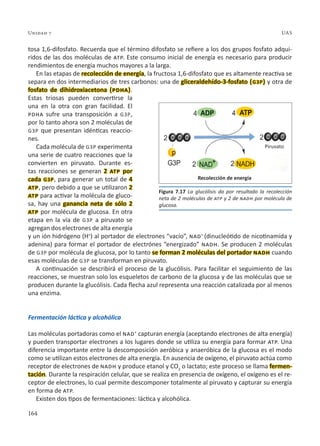164
Unidad 7 UAS
tosa 1,6-difosfato. Recuerda que el término difosfato se refiere a los dos grupos fosfato adqui-
ridos de las dos moléculas de atp. Este consumo inicial de energía es necesario para producir
rendimientos de energía muchos mayores a la larga.
En las etapas de recolección de energía, la fructosa 1,6-difosfato que es altamente reactiva se
separa en dos intermediarios de tres carbonos: una de gliceraldehído-3-fosfato (g3p) y otra de
fosfato de dihidroxiacetona (pdha).
Estas triosas pueden convertirse la
una en la otra con gran facilidad. El
pdha sufre una transposición a g3p,
por lo tanto ahora son 2 moléculas de
g3p que presentan idénticas reaccio-
nes.
Cada molécula de g3p experimenta
una serie de cuatro reacciones que la
convierten en piruvato. Durante es-
tas reacciones se generan 2 atp por
cada g3p, para generar un total de 4
atp, pero debido a que se utilizaron 2
atp para activar la molécula de gluco-
sa, hay una ganancia neta de sólo 2
atp por molécula de glucosa. En otra
etapa en la vía de g3p a piruvato se
agregan dos electrones de alta energía
y un ión hidrógeno (H+
) al portador de electrones “vacío”, nad+
(dinucleótido de nicotinamida y
adenina) para formar el portador de electrónes “energizado” nadh. Se producen 2 moléculas
de g3p por molécula de glucosa, por lo tanto se forman 2 moléculas del portador nadh cuando
esas moléculas de g3p se transforman en piruvato.
A continuación se describirá el proceso de la glucólisis. Para facilitar el seguimiento de las
reacciones, se muestran solo los esqueletos de carbono de la glucosa y de las moléculas que se
producen durante la glucólisis. Cada flecha azul representa una reacción catalizada por al menos
una enzima.
Fermentación láctica y alcohólica
Las moléculas portadoras como el nad+
capturan energía (aceptando electrones de alta energía)
y pueden transportar electrones a los lugares donde se utiliza su energía para formar atp. Una
diferencia importante entre la descomposición aeróbica y anaeróbica de la glucosa es el modo
como se utilizan estos electrones de alta energía. En ausencia de oxígeno, el piruvato actúa como
receptor de electrones de nadh y produce etanol y CO2
o lactato; este proceso se llama fermen-
tación. Durante la respiración celular, que se realiza en presencia de oxígeno, el oxígeno es el re-
ceptor de electrones, lo cual permite descomponer totalmente al piruvato y capturar su energía
en forma de atp.
Existen dos tipos de fermentaciones: láctica y alcohólica.
Figura 7.17 La glucólisis da por resultado la recolección
neta de 2 moléculas de atp y 2 de nadh por molécula de
glucosa.
Recolección de energía
Piruvato
 