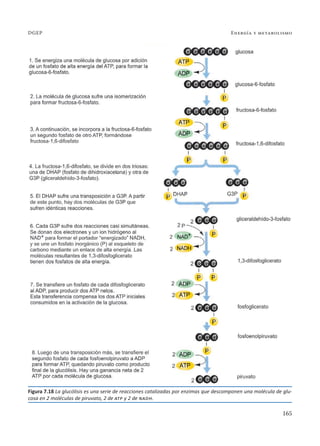 165
Energía y metabolismo
DGEP
Figura 7.18 La glucólisis es una serie de reacciones catalizadas por enzimas que descomponen una molécula de glu-
cosa en 2 moléculas de piruvato, 2 de atp y 2 de nadh.
 
