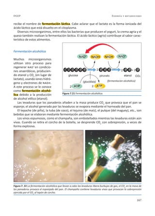 167
Energía y metabolismo
DGEP
Figura 7. 22 La fermentación alcohólica que llevan a cabo las levaduras libera burbujas de gas, el CO2
en la masa de
los panaderos provoca el esponjado del pan. El champaña contiene levaduras vivas que provocan la sobrepresión
ejercida por el CO2
al tapón de corcho.
recibe el nombre de fermentación láctica. Cabe aclarar que el lactato es la forma ionizada del
ácido láctico que está disuelto en el citoplasma.
Diversos microorganimos, entre ellos las bacterias que producen el yogurt, la crema agria y el
queso también realizan la fermentación láctica. El ácido láctico (agrio) contribuye al sabor carac-
terístico de estos alimentos.
Fermentación alcohólica
Muchos microorganismos
utilizan otro proceso para
regenerar nad+
en condicio-
nes anaeróbicas, producien-
do etanol y CO2
(en lugar de
lactato), usando iones hidró-
geno y electrones de nadh.
A este proceso se le conoce
como fermentación alcohó-
lica debido a la producción
de alcohol etílico (etanol).
Las levaduras que los panaderos añaden a la masa produce CO2
que provoca que el pan se
esponje; el alcohol generado por las levaduras se evapora mediante el horneado del pan.
El tepache (de piña), la tuba (de coco), el tejuino (de maíz), el pulque (del maguey), etc., son
bebidas que se elaboran mediante fermentación alcohólica.
Los vinos espumosos, como el champaña, son embotellados mientras las levaduras están aún
vivas. Cuando se retira el corcho de la botella, se desprende CO2
con sobrepresión, a veces de
forma explosiva.
Figura 7.21 Fermentación alcohólica.
(fermentación alcohólica)
 