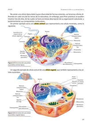 Introducción a la bioquímica
19
DGEP
Citoesqueleto
Microtúbulo
Microfilamento
Ausentes
en células
animales
Pared
celular
Vacuola
central
Cloroplasto
Aparato
de Golgi
Membrana
plasmática
Mitocondria
Peroxisoma
Peroxisoma
Ribosomas
Núcleo
Retículo
endoplasmatico
liso
Retículo
endoplasmatico
rugoso
Ausentes en la
mayoría de las
células vegetales
Flagelo
Centríolo
Lisosoma
Aparato
de Golgi
Membrana
plasmática
Microtúbulo
Citoesqueleto
Mitocondria
Peroxisoma
Ribosomas
Núcleo
Retículo
endoplasmatico
liso
Retículo
endoplasmatico
rugoso
Microfilamento
No existe una célula típica dada la gran diversidad de formas vivientes, así tenemos células di-
ferentes en cada uno de los reinos de la naturaleza, sin embargo, para fines prácticos se pueden
mostrar tres de ellas, de las cuales se hará una breve descripción de su organización subcelular, y
posteriormente sus componentes moleculares.
Un primer ejemplo sería una célula animal que representaría una célula eucariota, como la
siguiente:
Un segundo ejemplo de célula sería el de una célula vegetal, que también representaría a las cé-
lulas eucariotas:
Figura 1.5 Estructura de una célula
eucariótica animal típica.
Figura 1.6 Estructura de una célula
eucariótica vegetal típica.
 