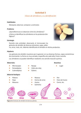 179
Actividad 3
Clases de almidones y su identificación
Habilidades
Manipular, observar, comparar y contrastar.
Problema
¿Qué diferencias se observan entre los almidones?
¿Cómo se identifican los almidones en los productos bio-
lógicos?
Estrategia
Durante esta actividad, observarás al microscopio los
gránulos de almidón de diversos alimentos: papa, pláta-
no, arroz, maíz, etc. Además identificarás el almidón en dichos productos.
Hipótesis
Los gránulos de almidón muestran por lo general, en sus diversas formas, capas concéntricas
de crecimiento. La forma es muy variada y específica de cada tallo, fruto o semilla.
Los almidones se pueden identificar mediante una sencilla reacción química.
Materiales
l Microscopio
l Portaobjetos
l Cubreobjetos
Material biológico
l Plátano
l Papa
l Maicena
Figura 3.1 Gránulos de almidón de diversas plantas.
l Navaja
l Vidrio de reloj
l Gotero.
l Maseca
l Harina de arroz
l Jícama
l Salchicha
l Pan
l Clara de huevo
l Carne, etc.
Reactivos
l Lugol
 