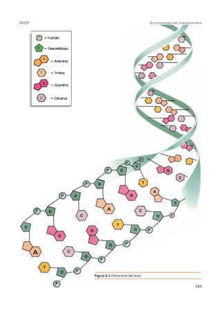189
Actividades de laboratorio
DGEP
189
Figura 6.1 Estructura del adn.
 