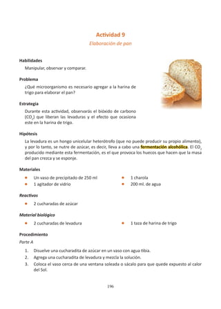 196
Actividad 9
Elaboración de pan
		
Habilidades
Manipular, observar y comparar.
Problema
¿Qué microorganismo es necesario agregar a la harina de
trigo para elaborar el pan?
Estrategia
Durante esta actividad, observarás el bióxido de carbono
(CO2
) que liberan las levaduras y el efecto que ocasiona
este en la harina de trigo.
Hipótesis
La levadura es un hongo unicelular heterótrofo (que no puede producir su propio alimento),
y por lo tanto, se nutre de azúcar, es decir, lleva a cabo una fermentación alcohólica. El CO2
producido mediante esta fermentación, es el que provoca los huecos que hacen que la masa
del pan crezca y se esponje.
Materiales
l Un vaso de precipitado de 250 ml
l 1 agitador de vidrio
Reactivos
l 2 cucharadas de azúcar
Material biológico
l 2 cucharadas de levadura
Procedimiento
Parte A
1. Disuelve una cucharadita de azúcar en un vaso con agua tibia.
2. Agrega una cucharadita de levadura y mezcla la solución.
3. Coloca el vaso cerca de una ventana soleada o sácalo para que quede expuesto al calor
del Sol.
l 1 charola
l 200 ml. de agua
l 1 taza de harina de trigo
 