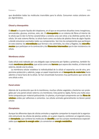 Unidad 1
22
UAS
que desdoblan todas las moléculas inservibles para la célula. Consumen restos celulares vie-
jos digiriéndolos.
Citosol y citoesqueleto
El citosol es la parte líquida del citoplasma, en el que se encuentran disueltos iones inorgánicos,
aminoácidos, glucosa, enzimas, arn, etc. El citoesqueleto es un sistema de fibras al interior de
la célula que le dan la forma característica y conecta unas con otras a las distintas partes de la
célula. Sin este sistema fibrilar, la célula fuera como una bolsa de plástico llena de algún líquido
y donde estuvieran asentados todos sus componentes. Son tres los componentes que participan
en este sistema: los microtúbulos que forman a los centríolos, los cilios y flagelos; los microfila-
mentos que participan en la contracción y los filamentos intermedios que le dan resistencia a la
célula.
Membrana celular
Cada célula está rodeada por una delgada capa compuesta por lípidos y proteínas, también lla-
mada membrana plasmática, que actúa como una barrera que separa dos medios, el interno del
externo, donde vive la célula.
La membrana celular establece la individualidad de la célula al separarlas una de otra, pro-
porciona protección y además, juega un papel importante en el transporte de materiales hacia
adentro o hacia fuera de la célula. Se han encontrado funciones muy particulares que varían de
una célula a otra.
Pared celular
Además de la protección que da la membrana, muchas células vegetales y bacterias son prote-
gidas por una pared celular externa a la membrana. Esta pared es rígida, forma una malla cova-
lente compuesta por material polisacárido. En plantas, el principal componente son las fibras de
celulosa unidas por adhesivos o cementos. Las células animales generalmente no tienen pared
celular.
Cloroplastos
Aunque los diferentes tipos de células animales y vegetales comparten la mayoría de la organiza-
ción estructural, las células de plantas verdes, en su gran mayoría, contienen un organelo único,
el cloroplasto, que contiene las moléculas de clorofila y son los cuerpos membranosos especiali-
zados que capturan la energía solar y la convierten en energía metabólica.
 