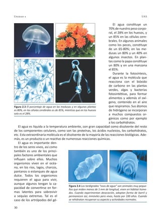 30
Unidad 2 UAS
El agua constituye un
70% de nuestro peso corpo-
ral, el 28% en los huesos, y
un 85% en las células cere-
brales. En algunos animales
como los peces, constituye
de un 65-80%; en las me-
dusas un 80% y un 40% en
algunos insectos. En plan-
tas como la papa constituye
un 80% y en una manzana
el 85%.
Durante la fotosíntesis,
el agua es la molécula que
reacciona con el bióxido
de carbono en las plantas
verdes, algas y bacterias
fotosintéticas, para formar
alimentos y además el oxí-
geno, contenido en el aire
que respiramos. Sus átomos
de hidrógeno se incorporan
a muchos compuestos or-
gánicos como por ejemplo
a los carbohidratos.
El agua es líquida a la temperatura ambiente, con gran capacidad como disolvente del resto
de los componentes celulares, como son las proteínas, los ácidos nucleicos, los carbohidratos,
etc. Esta extraordinaria molécula es el disolvente de la mayoría de las reacciones biológicas. Ade-
más, es un producto o un reactivo de numerosas reacciones químicas.
El agua es importante den-
tro de los seres vivos, así como
también es uno de los princi-
pales factores ambientales que
influyen sobre ellos. Muchos
organismos viven en el océa-
no, en los ríos, lagos, charcos,
pantanos o estanques de agua
dulce. Todos los organismos
requieren el agua para vivir,
aunque algunos tengan la ca-
pacidad de convertirse en for-
mas latentes para sobrevivir
a sequías extremas. Tal es el
caso de los artrópodos del gé-
Figura 2.3 El porcentaje de agua en las medusas y en algunas plantas
es 80%, en las células cerebrales es de 85%, mientras que en los huesos
solo es el 28%.
Figura 2.4 Los tardígrados “osos de agua” son animales muy peque-
ños que miden menos de 1 mm de longitud, viven en hábitat húme-
dos. Cuando experimentan desecación, adoptan forma de barril y
permanecen así, inmóviles pero vivos, hasta por 100 años. Cuando
se rehidratan recuperan su aspecto y actividades normales.
 