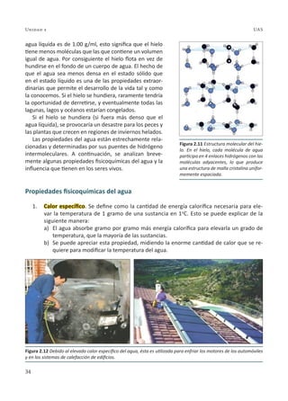 34
Unidad 2 UAS
agua líquida es de 1.00 g/ml, esto significa que el hielo
tiene menos moléculas que las que contiene un volumen
igual de agua. Por consiguiente el hielo flota en vez de
hundirse en el fondo de un cuerpo de agua. El hecho de
que el agua sea menos densa en el estado sólido que
en el estado líquido es una de las propiedades extraor-
dinarias que permite el desarrollo de la vida tal y como
la conocemos. Si el hielo se hundiera, raramente tendría
la oportunidad de derretirse, y eventualmente todas las
lagunas, lagos y océanos estarían congelados.
Si el hielo se hundiera (si fuera más denso que el
agua líquida), se provocaría un desastre para los peces y
las plantas que crecen en regiones de inviernos helados.
Las propiedades del agua están estrechamente rela-
cionadas y determinadas por sus puentes de hidrógeno
intermoleculares. A continuación, se analizan breve-
mente algunas propiedades fisicoquímicas del agua y la
influencia que tienen en los seres vivos.
Propiedades fisicoquímicas del agua
1. Calor específico. Se define como la cantidad de energía calorífica necesaria para ele-
var la temperatura de 1 gramo de una sustancia en 1o
C. Esto se puede explicar de la
siguiente manera:
a) El agua absorbe gramo por gramo más energía calorífica para elevarla un grado de
temperatura, que la mayoría de las sustancias.
b) Se puede apreciar esta propiedad, midiendo la enorme cantidad de calor que se re-
quiere para modificar la temperatura del agua.
Figura 2.12 Debido al elevado calor específico del agua, ésta es utilizada para enfriar los motores de los automóviles
y en los sistemas de calefacción de edificios.
Figura 2.11 Estructura molecular del hie-
lo. En el hielo, cada molécula de agua
participa en 4 enlaces hidrógenos con las
moléculas adyacentes, lo que produce
una estructura de malla cristalina unifor-
memente espaciada.
 