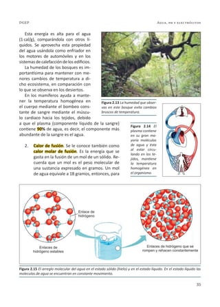 35
Agua, ph y electrólitos
DGEP
Esta energía es alta para el agua
(1 cal/g), comparándola con otros lí-
quidos. Se aprovecha esta propiedad
del agua usándola como enfriador en
los motores de automóviles y en los
sistemas de calefacción de los edificios.
La humedad de los bosques es im-
portantísima para mantener con me-
nores cambios de temperatura a di-
cho ecosistema, en comparación con
lo que se observa en los desiertos.
En los mamíferos ayuda a mante-
ner la temperatura homogénea en
el cuerpo mediante el bombeo cons-
tante de sangre mediante el múscu-
lo cardiaco hacia los tejidos, debido
a que el plasma (componente líquido de la sangre)
contiene 90% de agua, es decir, el componente más
abundante de la sangre es el agua.
2. Calor de fusión. Se le conoce también como
calor molar de fusión. Es la energía que se
gasta en la fusión de un mol de un sólido. Re-
cuerda que un mol es el peso molecular de
una sustancia expresado en gramos. Un mol
de agua equivale a 18 gramos, entonces, para
Figura 2.15 El arreglo molecular del agua en el estado sólido (hielo) y en el estado líquido. En el estado líquido las
moleculas de agua se encuentran en constante movimiento.
Figura 2.13 La humedad que obser-
vas en este bosque evita cambios
bruscos de temperatura.
Figura 2.14 El
plasma contiene
en su gran ma-
yoría moléculas
de agua y ésta
al estar circu-
lando en los te-
jidos, mantiene
la temperatura
homogénea en
el organismo.
 