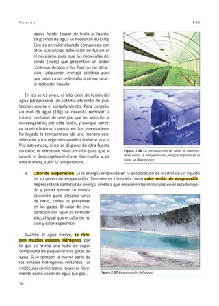 36
Unidad 2 UAS
poder fundir (pasar de hielo a líquido)
18 gramos de agua se necesitan 80 cal/g.
Este es un valor elevado comparado con
otras sustancias. Este calor de fusión es
el necesario para que las moléculas del
sólido (hielo) que presentan un orden
continuo debido a las fuerzas de atrac-
ción, adquieran energía cinética para
que pasen a un orden discontinuo carac-
terístico del líquido.
En los seres vivos, el alto calor de fusión del
agua proporciona un sistema eficiente de pro-
tección contra el congelamiento. Para congelar
un mol de agua (18g) se necesita remover la
misma cantidad de energía que se absorbe al
descongelarlo; por esta razón, y aunque parez-
ca contradictorio, cuando en los invernaderos
ha bajado la temperatura de una manera con-
siderable y los vegetales pueden dañarse por el
frío extremoso, si no se dispone de otra fuente
de calor, se introduce hielo en ellos para que al
ocurrir el descongelamiento se libere calor y, de
esta manera, subir la temperatura.
3. Calor de evaporación. Es la energía empleada en la evaporación de un mol de un líquido
en su punto de evaporación. También es conocido como calor molar de evaporación.
Representa la cantidad de energía cinética que requieren las moléculas en el estado líqui-
do y poder vencer su mutua
atracción para alejarse unas
de otras, como se presentan
en los gases. El calor de eva-
poración del agua es también
alto, al igual que el calor de fu-
sión y calor específico.
Cuando el agua hierve, se rom-
pen muchos enlaces hidrógeno, por
lo que se forma una nube de vapor
compuesta de pequeñísimas gotas de
agua. Si se rompen la mayor parte de
los enlaces hidrógenos restantes, las
moléculas comienzan a moverse libre-
mente como vapor de agua (un gas).
Figura 2.16 La introducción de hielo al inverna-
dero eleva la temperatura, porque al fundirse el
hielo se libera calor.
Figura 2.17 Evaporación del agua.
 