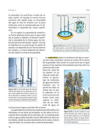 38
Unidad 2 UAS
la velocidad a la cual fluye a través de un
tubo capilar. Un líquido es menos viscoso
mientras más rápido fluya. La viscosidad
del agua es alta en relación con su peso
molecular, pero es compensada por la ad-
hesividad y capacidad de mojar superfi-
cies.
En un capilar, la capacidad de mojarlo y
su fuerza adhesiva hacen que el agua suba
por el capilar y debido a la tensión superfi-
cial y viscosidad de la misma agua, las mo-
léculas del seno del líquido “siguen” a las de
la superficie en su ascenso por el capilar. El
proceso no depende de una fuente externa
de energía y su límite depende del diáme-
tro del capilar y la fuerza de gravedad.
La capilaridad explica la tendencia del agua a avan-
zar por tubos estrechos, incluso en contra de la fuerza
de la gravedad. Esta acción es la que hace que el agua
avance en los espacios microscópicos que hay entre las
partículas del suelo
hasta las raíces de
las plantas. En un
tubo de mayor diá-
metro, el porcen-
taje de moléculas
de agua que tienen
contacto con la
pared de vidrio es
menor por lo que
la adhesión no es
suficientemente
fuerte como para
superar la cohe-
sión de las molé-
culas de agua, en
consecuencia el agua asciende sólo un poco.
La capilaridad la encontramos ampliamente difundida en la
naturaleza: en las raíces de las plantas, en los tallos, en la cir-
culación de los líquidos de los animales, etc. Es impresionante
como el agua puede ascender más de 100 metros de altura en
los árboles, desde los pelos absorbentes de las raíces, hasta la
copa del árbol, sin necesitar de un sistema de bombeo.
Figura 2.21 El nivel del agua (la altura)
dentro del capilar de la izquierda es ma-
yor, el del capilar del centro es menor y el
de la derecha es todavía menor. ¿Es di-
rectamente o inversamente proporcional
el nivel del agua al diámetro del capilar?
Figura 2.20 Observa como el agua asciende a través
del tubo capilar y esta está determinada por la ad-
hesividad que se muestra amplificada a la derecha.
Figura 2.22 La acción capilar es una
de las fuerzas que sube el agua de
la raíz de las plantas y la transporta
hacia tallos y hojas. El agua ascien-
de hasta 100 metros de altura en es-
tos árboles gigantes.
Tubos capilares
Atracción adhesiva
 