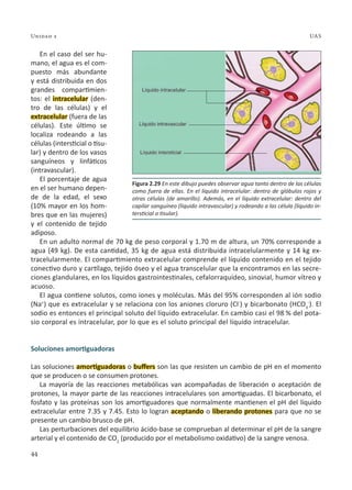 44
Unidad 2 UAS
En el caso del ser hu-
mano, el agua es el com-
puesto más abundante
y está distribuida en dos
grandes compartimien-
tos: el intracelular (den-
tro de las células) y el
extracelular (fuera de las
células). Este último se
localiza rodeando a las
células (intersticial o tisu-
lar) y dentro de los vasos
sanguíneos y linfáticos
(intravascular).
El porcentaje de agua
en el ser humano depen-
de de la edad, el sexo
(10% mayor en los hom-
bres que en las mujeres)
y el contenido de tejido
adiposo.
En un adulto normal de 70 kg de peso corporal y 1.70 m de altura, un 70% corresponde a
agua (49 kg). De esta cantidad, 35 kg de agua está distribuida intracelularmente y 14 kg ex-
tracelularmente. El compartimiento extracelular comprende el líquido contenido en el tejido
conectivo duro y cartílago, tejido óseo y el agua transcelular que la encontramos en las secre-
ciones glandulares, en los líquidos gastrointestinales, cefalorraquídeo, sinovial, humor vítreo y
acuoso.
El agua contiene solutos, como iones y moléculas. Más del 95% corresponden al ión sodio
(Na+
) que es extracelular y se relaciona con los aniones cloruro (Cl-
) y bicarbonato (HCO3
-
). El
sodio es entonces el principal soluto del líquido extracelular. En cambio casi el 98 % del pota-
sio corporal es intracelular, por lo que es el soluto principal del líquido intracelular.
Soluciones amortiguadoras
Las soluciones amortiguadoras o buffers son las que resisten un cambio de pH en el momento
que se producen o se consumen protones.
La mayoría de las reacciones metabólicas van acompañadas de liberación o aceptación de
protones, la mayor parte de las reacciones intracelulares son amortiguadas. El bicarbonato, el
fosfato y las proteínas son los amortiguadores que normalmente mantienen el pH del líquido
extracelular entre 7.35 y 7.45. Esto lo logran aceptando o liberando protones para que no se
presente un cambio brusco de pH.
Las perturbaciones del equilibrio ácido-base se comprueban al determinar el pH de la sangre
arterial y el contenido de CO2
(producido por el metabolismo oxidativo) de la sangre venosa.
Figura 2.29 En este dibujo puedes observar agua tanto dentro de las células
como fuera de ellas. En el líquido intracelular: dentro de glóbulos rojos y
otras células (de amarillo). Además, en el líquido extracelular: dentro del
capilar sanguíneo (líquido intravascular) y rodeando a las célula (líquido in-
tersticial o tisular).
 