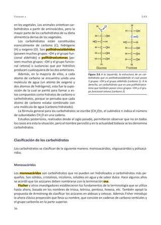56
Unidad 3 UAS
en los vegetales. Los animales sintetizan car-
bohidratos a partir de aminoácidos, pero la
mayor parte de los carbohidratos de su dieta
alimenticia deriva de los vegetales.
Los carbohidratos están constituidos
esencialmente de carbono (C), hidrógeno
(H) y oxígeno (O). Son polihidroxialdehídos
(poseen muchos grupos –OH y el grupo fun-
cional aldehído) o polihidroxicetonas (po-
seen muchos grupos –OH y el grupo funcio-
nal cetona) o sustancias que por hidrólisis
producen cualesquiera de las dos anteriores.
Además, en la mayoría de ellos, a cada
átomo de carbono se encuentra unida una
molécula de agua (un atómo de oxígeno y
dos átomos de hidrógeno), esta fue la supo-
sición de la cual se partió para llamar a es-
tos compuestos como hidratos de carbono o
carbohidratos, porque se pensaba que cada
átomo de carbono estaba combinado con
una molécula de agua (carbono hidratado).
La fórmula general para los carbohidratos se escribe (CH2
O)n, el subíndice n indica el número
de subunidades CH2
O en una cadena.
Estudios posteriores, realizados desde el siglo pasado, permitieron observar que no en todos
los casos era esta la situación, pero el nombre persistió y en la actualidad todavía se les denomina
carbohidratos.
Clasificación de los carbohidratos
Los carbohidratos se clasifican de la siguiente manera: monosacáridos, oligosacáridos y polisacá-
ridos.
Monosacáridos
Los monosacáridos son carbohidratos que no pueden ser hidrolizados a carbohidratos más pe-
queños. Son sólidos, cristalinos, incoloros, solubles en agua y de sabor dulce. Hace algunos años
se acordó que los azúcares deben nombrarse con la terminación osa.
Fischer y otros investigadores establecieron los fundamentos de la terminología que se utiliza
hasta ahora, basada en los nombres de triosa, tetrosa, pentosa, hexosa, etc. También apoyó la
propuesta de Armstrong de clasificar los azúcares en aldosas y cetosas. Además Fisher introdujo
la ahora clásica proyección que lleva su nombre, que consiste en cadenas de carbono verticales y
el grupo carbonilo en la parte superior.
Figura 3.6 A la izquierda, la estructura de un car-
bohidrato que es polihidroxialdehido el cual posee
5 grupos –OH y el grupo aldehído (carbono 1). A la
derecha, un carbohidrato que es una polihidroxice-
tona que también posee cinco grupos –OH y el gru-
po funcional cetona (carbono 2).
 