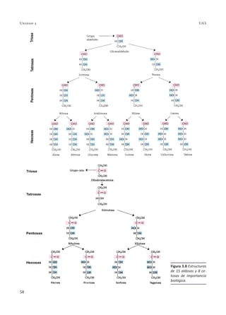 58
Unidad 3 UAS
Figura 3.8 Estructuras
de 15 aldosas y 8 ce-
tosas de importancia
biológica.
 