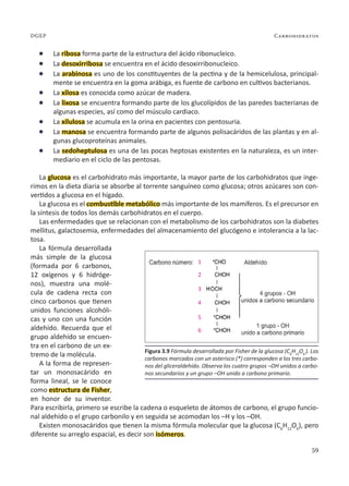 59
Carbohidratos
DGEP
l La ribosa forma parte de la estructura del ácido ribonucleico.
l La desoxirribosa se encuentra en el ácido desoxirribonucleico.
l La arabinosa es uno de los constituyentes de la pectina y de la hemicelulosa, principal-
mente se encuentra en la goma arábiga, es fuente de carbono en cultivos bacterianos.
l La xilosa es conocida como azúcar de madera.
l La lixosa se encuentra formando parte de los glucolípidos de las paredes bacterianas de
algunas especies, así como del músculo cardiaco.
l La xilulosa se acumula en la orina en pacientes con pentosuria.
l La manosa se encuentra formando parte de algunos polisacáridos de las plantas y en al-
gunas glucoproteínas animales.
l La sedoheptulosa es una de las pocas heptosas existentes en la naturaleza, es un inter-
mediario en el ciclo de las pentosas.
La glucosa es el carbohidrato más importante, la mayor parte de los carbohidratos que inge-
rimos en la dieta diaria se absorbe al torrente sanguíneo como glucosa; otros azúcares son con-
vertidos a glucosa en el hígado.
La glucosa es el combustible metabólico más importante de los mamíferos. Es el precursor en
la síntesis de todos los demás carbohidratos en el cuerpo.
Las enfermedades que se relacionan con el metabolismo de los carbohidratos son la diabetes
mellitus, galactosemia, enfermedades del almacenamiento del glucógeno e intolerancia a la lac-
tosa.
La fórmula desarrollada
más simple de la glucosa
(formada por 6 carbonos,
12 oxígenos y 6 hidróge-
nos), muestra una molé-
cula de cadena recta con
cinco carbonos que tienen
unidos funciones alcohóli-
cas y uno con una función
aldehído. Recuerda que el
grupo aldehído se encuen-
tra en el carbono de un ex-
tremo de la molécula.
A la forma de represen-
tar un monosacárido en
forma lineal, se le conoce
como estructura de Fisher,
en honor de su inventor.
Para escribirla, primero se escribe la cadena o esqueleto de átomos de carbono, el grupo funcio-
nal aldehído o el grupo carbonilo y en seguida se acomodan los –H y los –OH.
Existen monosacáridos que tienen la misma fórmula molecular que la glucosa (C6
H12
O6
), pero
diferente su arreglo espacial, es decir son isómeros.
Figura 3.9 Fórmula desarrollada por Fisher de la glucosa (C6
H12
O6
). Los
carbonos marcados con un asterisco (*) corresponden a los tres carbo-
nos del gliceraldehído. Observa los cuatro grupos –OH unidos a carbo-
nos secundarios y un grupo –OH unido a carbono primario.
1
3
2
4
5
6
 