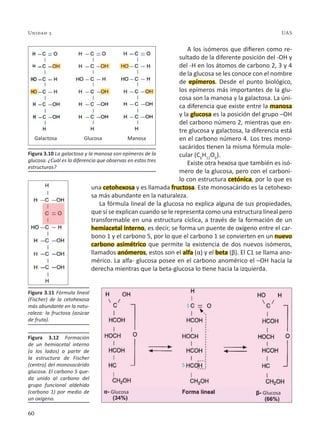 60
Unidad 3 UAS
A los isómeros que difieren como re-
sultado de la diferente posición del -OH y
del -H en los átomos de carbono 2, 3 y 4
de la glucosa se les conoce con el nombre
de epímeros. Desde el punto biológico,
los epímeros más importantes de la glu-
cosa son la manosa y la galactosa. La úni-
ca diferencia que existe entre la manosa
y la glucosa es la posición del grupo –OH
del carbono número 2, mientras que en-
tre glucosa y galactosa, la diferencia está
en el carbono número 4. Los tres mono-
sacáridos tienen la misma fórmula mole-
cular (C6
H12
O6
).
Existe otra hexosa que también es isó-
mero de la glucosa, pero con el carboni-
lo con estructura cetónica, por lo que es
una cetohexosa y es llamada fructosa. Este monosacárido es la cetohexo-
sa más abundante en la naturaleza.
La fórmula lineal de la glucosa no explica alguna de sus propiedades,
que sí se explican cuando se le representa como una estructura lineal pero
transformable en una estructura cíclica, a través de la formación de un
hemiacetal interno, es decir, se forma un puente de oxígeno entre el car-
bono 1 y el carbono 5, por lo que el carbono 1 se convierten en un nuevo
carbono asimétrico que permite la existencia de dos nuevos isómeros,
llamados anómeros, estos son el alfa (α) y el beta (β). El C1 se llama ano-
mérico. La alfa- glucosa posee en el carbono anomérico el –OH hacia la
derecha mientras que la beta-glucosa lo tiene hacia la izquierda.
Figura 3.10 La galactosa y la manosa son epímeros de la
glucosa. ¿Cuál es la diferencia que observas en estas tres
estructuras?
Galactosa
Glucosa Glucosa
Glucosa Manosa
Figura 3.11 Fórmula lineal
(Fischer) de la cetohexosa
más abundante en la natu-
raleza: la fructosa (azúcar
de fruta).
Figura 3.12 Formación
de un hemiacetal interno
(a los lados) a partir de
la estructura de Fischer
(centro) del monosacárido
glucosa. El carbono 5 que-
da unido al carbono del
grupo funcional aldehído
(carbono 1) por medio de
un oxígeno.
1
5
 