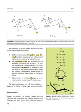 62
Unidad 3 UAS
Resumiendo, la estructura de la glucosa puede
representarse de tres maneras:
l La fórmula estructural de cadena recta (Fis-
cher) donde el grupo aldehído está unido al
carbono número uno, (una aldohexosa).
l La estructura cíclica que se forma por la
reacción entre el grupo aldehído y el gru-
po hidroxilo del carbono número cinco, fue
diseñada por Haworth. En esta estructura
los enlaces más cerca al observador están
en negritas y engrosados mientras que los
grupos hidroxilo están arriba o abajo del
anillo.
l La estructura en forma de silla, que es como
realmente se encuentra en la naturaleza.
Por lo general, se usan con más frecuencia las es-
tructuras de Fischer y Haworth por ser más sencillas.
Desoxiazúcares
Existen excepciones a la fórmula CnH2
On que nos
dice que por cada átomo de carbono, poseen una
molécula de agua. Estos monosacáridos son lla-
Figura 3.15 Observa el carbono 1 de la estructura de “silla” de los anómeros alfa (-OH hacia abajo) y beta (-OH hacia
arriba) de la glucosa (el anillo es de 6 átomos).
Figura 3.16 Estructuras de la glucosa: de Fischer
(arriba), proyección de Haworth (centro), va-
riante en silla (abajo).
Glucosa Glucosa
 
