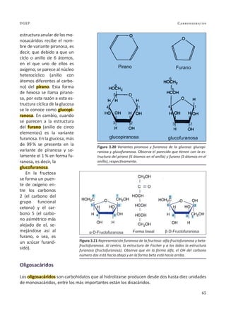 65
Carbohidratos
DGEP
estructura anular de los mo-
nosacáridos recibe el nom-
bre de variante piranosa, es
decir, que debido a que un
ciclo o anillo de 6 átomos,
en el que uno de ellos es
oxígeno, se parece al núcleo
heterocíclico (anillo con
átomos diferentes al carbo-
no) del pirano. Esta forma
de hexosa se llama pirano-
sa, por esta razón a esta es-
tructura cíclica de la glucosa
se le conoce como glucopi-
ranosa. En cambio, cuando
se parecen a la estructura
del furano (anillo de cinco
elementos) es la variante
furanosa. En la glucosa, más
de 99 % se presenta en la
variante de piranosa y so-
lamente el 1 % en forma fu-
ranosa, es decir, la
glucofuranosa.
En la fructosa
se forma un puen-
te de oxígeno en-
tre los carbonos
2 (el carbono del
grupo funcional
cetona) y el car-
bono 5 (el carbo-
no asimétrico más
alejado de el, se-
mejándose así al
furano, o sea, es
un azúcar furanó-
sido).
Oligosacáridos
Los oligosacáridos son carbohidatos que al hidrolizarse producen desde dos hasta diez unidades
de monosacáridos, entre los más importantes están los disacáridos.
Figura 3.21 Representación furanosa de la fructosa: alfa-fructofuranosa y beta-
fructofuranosa. Al centro, la estructura de Fischer y a los lados la estructura
furanosa (fructofuranosa). Observa que en la forma alfa, el OH del carbono
número dos está hacia abajo y en la forma beta está hacia arriba.
Figura 3.20 Variantes piranosa y furanosa de la glucosa: glucopi-
ranosa y glucofuranosa. Observa el parecido que tienen con la es-
tructura del pirano (6 átomos en el anillo) y furano (5 átomos en el
anillo), respectivamente.
 