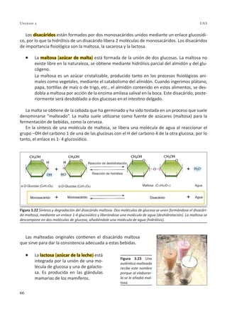 66
Unidad 3 UAS
Los disacáridos están formados por dos monosacáridos unidos mediante un enlace glucosídi-
co, por lo que la hidrólisis de un disacárido libera 2 moléculas de monosacáridos. Los disacáridos
de importancia fisiológica son la maltosa, la sacarosa y la lactosa.
l La maltosa (azúcar de malta) está formada de la unión de dos glucosas. La maltosa no
existe libre en la naturaleza, se obtiene mediante hidrólisis parcial del almidón y del glu-
cógeno.
La maltosa es un azúcar cristalizable, producido tanto en los procesos fisiológicos ani-
males como vegetales, mediante el catabolismo del almidón. Cuando ingerimos plátano,
papa, tortillas de maíz o de trigo, etc., el almidón contenido en estos alimentos, se des-
dobla a maltosa por acción de la enzima amilasa salival en la boca. Este disacárido, poste-
riormente será desdoblado a dos glucosas en el intestino delgado.
La malta se obtiene de la cebada que ha germinado y ha sido tostada en un proceso que suele
denominarse “malteado”. La malta suele utilizarse como fuente de azúcares (maltosa) para la
fermentación de bebidas, como la cerveza.
En la síntesis de una molécula de maltosa, se libera una molécula de agua al reaccionar el
grupo –OH del carbono 1 de una de las glucosas con el H del carbono 4 de la otra glucosa; por lo
tanto, el enlace es 1- 4 glucosídico.
Las malteadas originales contienen el disacárido maltosa
que sirve para dar la consistencia adecuada a estas bebidas.
l La lactosa (azúcar de la leche) está
integrada por la unión de una mo-
lécula de glucosa y una de galacto-
sa. Es producida en las glándulas
mamarias de los mamíferos.
Figura 3.23 Una
auténtica malteada
recibe este nombre
porque al elaborar-
la se le añadió mal-
tosa.
Figura 3.22 Síntesis y degradación del disacárido maltosa. Dos moléculas de glucosa se unen formándose el disacári-
do maltosa, mediante un enlace 1-4 glucosídico y liberándose una molécula de agua (deshidratación). La maltosa se
descompone en dos moléculas de glucosa, añadiéndole una molécula de agua (hidrólisis).
1 1
4
4
 