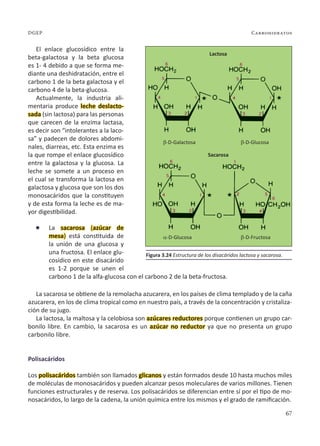 67
Carbohidratos
DGEP
El enlace glucosídico entre la
beta-galactosa y la beta glucosa
es 1- 4 debido a que se forma me-
diante una deshidratación, entre el
carbono 1 de la beta galactosa y el
carbono 4 de la beta-glucosa.
Actualmente, la industria ali-
mentaria produce leche deslacto-
sada (sin lactosa) para las personas
que carecen de la enzima lactasa,
es decir son “intolerantes a la laco-
sa” y padecen de dolores abdomi-
nales, diarreas, etc. Esta enzima es
la que rompe el enlace glucosídico
entre la galactosa y la glucosa. La
leche se somete a un proceso en
el cual se transforma la lactosa en
galactosa y glucosa que son los dos
monosacáridos que la constituyen
y de esta forma la leche es de ma-
yor digestibilidad.
l La sacarosa (azúcar de
mesa) está constituida de
la unión de una glucosa y
una fructosa. El enlace glu-
cosídico en este disacárido
es 1-2 porque se unen el
carbono 1 de la alfa-glucosa con el carbono 2 de la beta-fructosa.
La sacarosa se obtiene de la remolacha azucarera, en los países de clima templado y de la caña
azucarera, en los de clima tropical como en nuestro país, a través de la concentración y cristaliza-
ción de su jugo.
La lactosa, la maltosa y la celobiosa son azúcares reductores porque contienen un grupo car-
bonilo libre. En cambio, la sacarosa es un azúcar no reductor ya que no presenta un grupo
carbonilo libre.
Polisacáridos
Los polisacáridos también son llamados glicanos y están formados desde 10 hasta muchos miles
de moléculas de monosacáridos y pueden alcanzar pesos moleculares de varios millones. Tienen
funciones estructurales y de reserva. Los polisacáridos se diferencian entre sí por el tipo de mo-
nosacáridos, lo largo de la cadena, la unión química entre los mismos y el grado de ramificación.
Figura 3.24 Estructura de los disacáridos lactosa y sacarosa.
Lactosa
Sacarosa
b-D-Galactosa
a-D-Glucosa
b-D-Glucosa
b-D-Fructosa
 