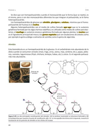 68
Unidad 3 UAS
Se dice que son homopolisacáridos cuando el monosacárido que lo forma (que se repite), es
el mismo, pero si son dos monosacáridos diferentes los que integran al polisacárido, se le llama
heteropolisacárido.
Los homopolisacáridos de glucosa son almidón, glucógeno y celulosa, mientras que el homo-
polisacárido de fructosa es la inulina.
Algunos heteropolisacáridos son el medio de cultivo llamado agar-agar que es la sustancia
gelatinosa formada por las algas marinas rodofitas y es utilizado como medio de cultivo para bac-
terias; el mucílago es sustancia viscosa o gelatinosa formada por algunas plantas, la mucina que
es el ingrediente principal del moco y las gomas vegetales que son exudaciones de árboles como
por ejemplo la goma arábiga o extractos de semillas como la goma de algarroba.
Almidón
Esta biomolécula es un homopolisacárido de la glucosa. Es el carbohidrato más abundante de la
dieta cuando se consumen cereales (maíz, trigo, arroz, avena, mijo, centeno, etc.), papas, pláta-
nos, camotes, leguminosas (frijol, chícharo, lentejas, habas, etc.) y otros. Es el segundo polisacá-
rido más abundante.
Figura 3.25 Los dos principales constituyentes del almidón. (A) La amilosa mostrando su estructura helicoidal y (B)
la amilopectina que muestra el punto de ramificación alfa 1-6. La micrografía electrónica de la izquierda, muestra la
localización de los gránulos de almidón en las células de la papa.
enlace
glucosídico
a (1-6)
 