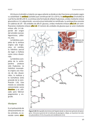 69
Carbohidratos
DGEP
Al triturar el almidón y tratarlo con agua caliente se divide en dos fracciones principales según
su solubilidad: la amilosa (soluble) que constituye del 13 a 20 % y la amilopectina (insoluble) la
cual forma del 80 a 85 %. La amilosa esta formada de alfa(α)-D-glucosas, unidas mediante enlace
glucosidico α 1-4, adquiriendo una estructura helicoidal no ramificada. La amilopectina consiste
en cadenas de 24 – 30 unidades de alfa-D- glucosa, unidos mediante enlaces alfa 1-4 con rami-
ficaciones mediante enlaces alfa 1-6. El número de unidades de glucosa que se unen mediante
enlace alfa 1-4 de-
pende del origen
del almidón (cereal,
leguminosa, pláta-
no, etc).
La hidrólisis com-
pleta de la amilosa
origina solo D-glu-
cosa, en cambio,
la hidrólisis parcial
da lugar a maltosa
como único disacá-
rido.
La hidrólisis com-
pleta de la amilo-
pectina produce
solo D-glucosa. La
hidrólisis incomple-
ta origina una mez-
cla de dos disacá-
ridos, la maltosa y
la isomaltosa (esta
procede de la rami-
ficación 1-6). Esta
mezcla es conocida
comúnmente como
dextrina y es utili-
zada para fabricar
pegamentos y en-
grudo.
Glucógeno
Es el polisacárido de
almacenamiento en
los animales, es co-
nocido como almi-
Figura 3.26 Micrografía electrónica del hígado donde se observan gránulos de glucó-
geno. Estructura general de la molécula de glucógeno. Abajo, se muestran los enla-
ces glucosídicos (1-4) y los puntos de ramificación (1-6).
 