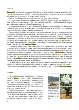 70
Unidad 3 UAS
dón animal, su peso molecular oscila alrededor de varias decenas de miles, gana o pierde molé-
culas de glucosa con gran facilidad y es un material de reserva ideal para conservar el equilibrio
adecuado entre la formación y el consumo de la glucosa.
Muchos animales almacenan el azúcar en exceso en esta macromolécula.
La estructura del glucógeno es muy parecida a la de la amilopectina, solo que el glucógeno es
más ramificado. Las ramificaciones alfa 1-6 se presentan cada 12 a 14 unidades de alfa-D- glucosa
que están unidas mediante enlace glucosídico alfa- 1-4.
La molécula de glucógeno es una esfera de alrededor de 21 nanómetros (nm) de diámetro, la
cual puede observarse en las micrografías electrónicas; las cadenas se arreglan en 12 capas con-
céntricas (en la figura 3.28 se muestran solo 4 capas).
Cuando se ingieren carbohidratos en la alimentación, son digeridos hasta glucosa que son ab-
sorbidas por el intestino delgado y la sangre las transporta a las células. El exceso de glucosas son
captados por los tejidos (los que pueden captar mayores cantidades son el hígado y el músculo
esquelético) en los cuales se almacenan en forma de una macromolécula, el glucógeno. Cuando
el organismo necesita energía entre comidas o durante una actividad física, este polisacárido es
hidrolizado para satisfacer las necesidades en las células. A la degradación del glucógeno para
liberar glucosas, se le llama glucogenólisis.
Es necesario señalar que la capacidad de síntesis de glucógeno tiene un límite en las células;
el hígado, que es el órgano de mayor capacidad en este caso, puede llegar a almacenar no más
de un 10% de su peso húmedo en glucógeno. Cuando los carbohidratos exceden en la dieta, los
hepatocitos sintetizan ácidos grasos y triglicéridos, es decir, se realiza la lipogénesis (síntesis de
lípidos). Toda cantidad de alimento que excede los requerimientos del organismo, de acuerdo con
el trabajo que éste desempeña, se almacena en el tejido adiposo en forma de grasa. El resultado
de ello es la obesidad. Esta es la razón por medio de la cual se explica la causa de que una persona
engorde si no come grasas, pero si carbohidratos.
En condiciones en las que no exista un aporte importante de glucosa en el organismo y la re-
serva de glucógeno se ha agotado, con la finalidad de mantener la glucosa sanguínea, el hígado es
capaz de sintetizarla a partir de aminoácidos, este proceso es conocido como gluconeogénesis.
Celulosa
Es el compuesto orgánico más abundante en la natu-
raleza. La celulosa es el principal constituyente de las
paredes celulares de las plantas, a las que confiere
gran parte de su fuerza y rigidez. La celulosa es un
componente importante de la madera y el papel. Las
hojas secas contienen 10-20% de celulosa; la madera
el 50% y el algodón el 90%.
En los seres humanos (y el resto de mamíferos) es
un material indigerible, pues los jugos gástricos care-
cen de las enzimas adecuadas para degradarla, es de-
cir, no contienen las enzimas que rompan por medio
de hidrólisis los enlaces que unen a las glucosas. Es
Figura 3.27 La ma-
dera, el algodón y
las hojas, contienen
al polisacárido más
abundante en la
naturaleza, la celu-
losa.
 