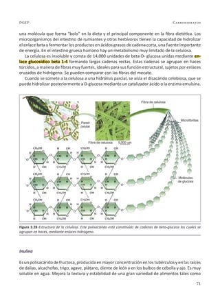 71
Carbohidratos
DGEP
una molécula que forma “bolo” en la dieta y el principal componente en la fibra dietética. Los
microorganismos del intestino de rumiantes y otros herbívoros tienen la capacidad de hidrolizar
el enlace beta y fermentar los productos en ácidos grasos de cadena corta, una fuente importante
de energía. En el intestino grueso humano hay un metabolismo muy limitado de la celulosa.
La celulosa es insoluble y consta de 14,000 unidades de beta-D- glucosa unidas mediante en-
lace glucosídico beta 1-4 formando largas cadenas rectas. Estas cadenas se agrupan en haces
torcidos, a manera de fibras muy fuertes, ideales para sus función estructural, sujetos por enlaces
cruzados de hidrógeno. Se pueden comparar con las fibras del mecate.
Cuando se somete a la celulosa a una hidrólisis parcial, se aísla el disacárido celobiosa, que se
puede hidrolizar posteriormente a D-glucosa mediante un catalizador ácido o la enzima emulsina.
Inulina
Es un polisacárido de fructosa, producida en mayor concentración en los tubérculos y en las raíces
de dalias, alcachofas, trigo, agave, plátano, diente de león y en los bulbos de cebolla y ajo. Es muy
soluble en agua. Mejora la textura y estabilidad de una gran variedad de alimentos tales como
Figura 3.28 Estructura de la celulosa. Este polisacárido está constituido de cadenas de beta-glucosa las cuales se
agrupan en haces, mediante enlaces hidrógeno.
 