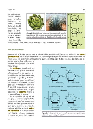 72
Unidad 3 UAS
los lácteos, pro-
ductos hornea-
dos, cereales,
productos cár-
nicos. Además
tiene un efecto
prebiótico, es
decir, la inuli-
na es alimento
para el género
Bifidobacte-
rium (conocido
como bifidus), que forma parte de nuestra flora intestinal normal.
Mucopolisacáridos
Cuando los azúcares que forman al polisacárido contienen nitrógeno, se obtienen los muco-
polisacáridos. Estas moléculas tienen un papel de gran importancia como revestimiento de las
mucosas, o las superficies articulares ya que tienen la propiedad de lubricar. Ejemplos de al-
gunos mucopolisacáridos son la
quitina, la heparina y el ácido
hialurónico.
La quitina es un polisacárido
estructural ya que se localiza en
el exoesqueleto de algunos ar-
trópodos de la clase crustácea
(camarón, langosta) y de la cla-
se insecta, así como también en
las paredes celulares de los hon-
gos. Está formada por unidades
N-acetil-D-glucosamina unidas
mediante enlaces beta 1-4 glu-
cosídicos. La heparina impide la
coagulación de la sangre.
La sustitución de alguno de
los grupos funcionales (aldehído,
cetona o alcohol) de un monosa-
cárido por otro grupo funcional,
por ejemplo, amino o carboxilo,
da lugar a la formación de azúca-
res derivados. Si el grupo funcio-
nal alcohol primario reacciona
con un ácido, se forman los éste-
Figura 3.30 Estructura de una pequeña porción de la quitina y de
la heparina, dos mucopolisacáridos.
Figura 3.29 La inulina se obtiene de plantas como la alcacho-
fa y el agave. A la derecha se muestra una molécula de inu-
lina la cual está constituida de 2 a 60 moléculas de fructosa.
 