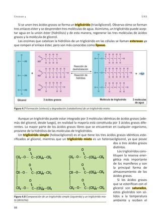 88
Unidad 4 UAS
Si se unen tres ácidos grasos se forma un triglicérido (triacilglicerol). Observa cómo se forman
tres enlaces éster y se desprenden tres moléculas de agua. Asimismo, un triglicérido puede acep-
tar agua en la unión éster (hidrólisis) y de esta manera, regenerar las tres moléculas de ácidos
grasos y la molécula de glicerol.
Las enzimas que catalizan la hidrólisis de un triglicérido en las células se llaman esterasas ya
que rompen el enlace éster, pero son más conocidas como lipasas.
Aunque un triglicérido puede estar integrado por 3 moléculas idénticas de ácidos grasos (ade-
más del glicerol, desde luego), en realidad la mayoría está constituida por 3 ácidos grasos dife-
rentes. La mayor parte de los ácidos grasos libres que se encuentran en cualquier organismo,
proviene de la hidrólisis de las moléculas de triglicéridos.
Un triglicérido simple (holoacilglicerol) es el que tiene los tres ácidos grasos idénticos este-
rificados al glicerol, mientras que un triglicérido mixto es un heteroacilglicerol, ya que posee
dos o tres ácidos grasos
distintos.
Los triglicéridos cons-
tituyen la reserva ener-
gética más importante
de los mamíferos y son
la principal forma de
almacenamiento de los
ácidos grasos.
Si los ácidos grasos
que se esterifican con el
glicerol son saturados,
estos glicéridos son só-
lidos a la temperatura
ambiente y reciben el
Figura 4.7 Formación (síntesis) y degradación (catabolismo) de un triglicérido mixto.
Figura 4.8 Comparación de un triglicérido simple (izquierda) y un triglicérido mix-
to (derecha).
 