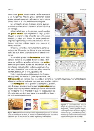 89
Lípidos
DGEP
nombre de grasas, como sucede con las mantecas
y las margarinas. Algunas grasas contienen ácidos
grasos saturados pero de cadena corta y son menos
duras, como es el caso de la mantequilla pura.
Las principales grasas de origen animal que con-
sumimos son la manteca de cerdo, el cebo de res y
de borrego.
A los triglicéridos se les conoce con el nombre
de grasas neutras por no presentar carga y cons-
tituyen la manera más eficiente para almacenar
energía, es decir son lípidos de almacenamiento.
Algunos organismos pueden almacenarlas en can-
tidades enormes (más de cuatro veces su peso en
tejido adiposo).
Una dieta alimenticia normal contiene, por día al-
rededor de 60 gramos de lípidos, lo que constituye
cerca del 30% de las calorías dietéticas totales nece-
sarias.
Si los ácidos grasos son insaturados, estos trigli-
céridos tienen la propiedad de ser líquidos a tem-
peratura ambiente y reciben el nombre de aceites.
Entre los principales aceites se encuentran los de
semillas de maíz, algodón, cártamo, cacahuate, lina-
za, soya, almendras, nueces, de pescado como el de
salmón, bacalao, en el coco, aguacate, etc.
En las industrias alimenticias, convierten los acei-
tes (líquidos) en mantecas (sólidas) mediante una
hidrogenación. Un ejemplo muy conocido es la manteca vegetal hidrogenada, muy utilizada para
elaborar tortillas de harina de trigo, pan, empanadas, etcétera.
Las mantequillas son la grasa de la leche (nata), es decir,
son de origen animal, mientras que las margarinas son de
origen vegetal porque eran aceites que fueron adicionados
de hidrógeno con la finalidad de que sus ácidos grasos es-
tén saturados, es decir, que ya no posean dobles enlaces y
de esta manera sean sólidas.
Figura 4.9 Los triglicéridos que se almacenan
en el organismo y son la causa de la obesidad,
poseen ácidos grasos saturados. Los aceites
de maíz, canola, girasol y otros son triglicéri-
dos que poseen ácidos grasos insaturados.
Figura 4.11 Las mantequillas, aunque
tengan muy parecido el aspecto a las
margarinas, tienen diferente origen.
Las margarinas son de origen vegetal,
eran aceites que fueron hidrogenados,
mientras que las mantequillas son de
origen animal (grasa de la leche).
Figura 4.10 La hidrogenación de aceites vegetales proporciona la elabora-
ción de mantequilla de maní, la manteca vegetal hidrogenada, el sustituto
de crema que es una mezcla de aceites vegetales y la margarina.
 