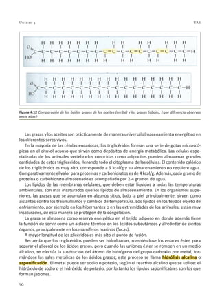 90
Unidad 4 UAS
Las grasas y los aceites son prácticamente de manera universal almacenamiento energético en
los diferentes seres vivos.
En la mayoría de las células eucariotas, los triglicéridos forman una serie de gotas microscó-
picas en el citosol acuoso que sirven como depósitos de energía metabólica. Las células espe-
cializadas de los animales vertebrados conocidas como adipocitos pueden almacenar grandes
cantidades de estos triglicéridos, llenando todo el citoplasma de las células. El contenido calórico
de los triglicéridos es muy alto, corresponde a 9 kcal/g y su almacenamiento no requiere agua.
Comparativamente el valor para proteínas y carbohidratos es de 4 kcal/g. Además, cada gramo de
proteína o carbohidrato almacenado es acompañado por 2-4 gramos de agua.
Los lípidos de las membranas celulares, que deben estar líquidos a todas las temperaturas
ambientales, son más insaturados que los lípidos de almacenamiento. En los organismos supe-
riores, las grasas que se acumulan en algunos sitios, bajo la piel principalmente, sirven como
aislantes contra los traumatismos y cambios de temperatura. Los lípidos en los tejidos objeto de
enfriamiento, por ejemplo en los hibernantes o en las extremidades de los animales, están muy
insaturados, de esta manera se protegen de la congelación.
La grasa se almacena como reserva energética en el tejido adiposo en donde además tiene
la función de servir como un aislante térmico en los tejidos subcutáneos y alrededor de ciertos
órganos, principalmente en los mamíferos marinos (focas).
A mayor longitud de los glicéridos es más alto el punto de fusión.
Recuerda que los triglicéridos pueden ser hidrolizados, rompiéndose los enlaces éster, para
separar el glicerol de los ácidos grasos, pero cuando las uniones éster se rompen en un medio
alcalino, se efectúa la sustitución del átomo de hidrógeno del grupo carboxilo por metal, for-
mándose las sales metálicas de los ácidos grasos; este proceso se llama hidrólisis alcalina o
saponificación. El metal puede ser sodio o potasio, según el reactivo alcalino que se utilice: el
hidróxido de sodio o el hidróxido de potasio, por lo tanto los lípidos saponificables son los que
forman jabones.
Figura 4.12 Comparación de los ácidos grasos de los aceites (arriba) y las grasas (abajo), ¿que diferencia observas
entre ellas?
 