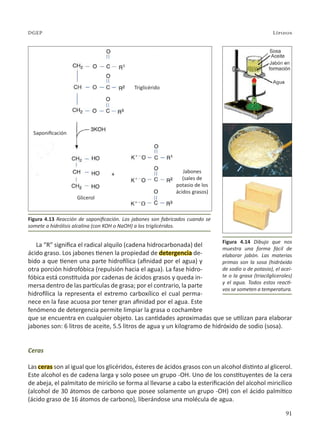 91
Lípidos
DGEP
La “R” significa el radical alquilo (cadena hidrocarbonada) del
ácido graso. Los jabones tienen la propiedad de detergencia de-
bido a que tienen una parte hidrofílica (afinidad por el agua) y
otra porción hidrofóbica (repulsión hacia el agua). La fase hidro-
fóbica está constituida por cadenas de ácidos grasos y queda in-
mersa dentro de las partículas de grasa; por el contrario, la parte
hidrofílica la representa el extremo carboxílico el cual perma-
nece en la fase acuosa por tener gran afinidad por el agua. Este
fenómeno de detergencia permite limpiar la grasa o cochambre
que se encuentra en cualquier objeto. Las cantidades aproximadas que se utilizan para elaborar
jabones son: 6 litros de aceite, 5.5 litros de agua y un kilogramo de hidróxido de sodio (sosa).
Ceras
Las ceras son al igual que los glicéridos, ésteres de ácidos grasos con un alcohol distinto al glicerol.
Este alcohol es de cadena larga y solo posee un grupo -OH. Uno de los constituyentes de la cera
de abeja, el palmitato de miricilo se forma al llevarse a cabo la esterificación del alcohol miricílico
(alcohol de 30 átomos de carbono que posee solamente un grupo -OH) con el ácido palmítico
(ácido graso de 16 átomos de carbono), liberándose una molécula de agua.
Figura 4.13 Reacción de saponificación. Los jabones son fabricados cuando se
somete a hidrólisis alcalina (con KOH o NaOH) a los triglicéridos.
Figura 4.14 Dibujo que nos
muestra una forma fácil de
elaborar jabón. Las materias
primas son la sosa (hidróxido
de sodio o de potasio), el acei-
te o la grasa (triacilgliceroles)
y el agua. Todos estos reacti-
vos se someten a temperatura.
+ Jabones
(sales de
potasio de los
ácidos grasos)
Glicerol
Triglicérido
Saponificación
 