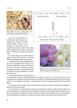 92
Unidad 4 UAS
Las ceras son altamente in-
solubles en medios acuosos y a
temperatura ambiente se pre-
sentan sólidas y duras. En los
animales se encuentran en la
superficie de plumas y piel. En los vege-
tales recubren frutos, hojas y tallos para
evitar la pérdida de agua por evapora-
ción.
La cera de abeja es el material que las
abejas utilizan para construir sus nidos
(alvéolos hexagonales de sus panales).
La producen las abejas melíferas jóve-
nes que la segregan como líquido a tra-
vés de sus glándulas cereras. Al contacto
con el aire, la cera se endurece y forma
pequeñas escamillas. Aproximadamente
un millón de estas escamillas es un kilo-
gramo de cera.
La cera tiene diversos usos tales como
la elaboración de velas, impermeabilizante de madera y cuero, en el refuerzo de hilos, como
ingrediente de ungüentos, cera para calzado, cosméticos, componentes electrónicos, discos com-
pactos, etc. La industria cosmética y farmacéutica son los principales consumidores de cera de
abeja.
La principal cera de origen animal se obtiene de la abeja, le sigue la lanolina que se obtiene a
partir de la lana de carnero.
Las ceras tienen una distribución amplia en los organismos marinos tales como los tiburones,
bacalao, calamares y camarones. En la actualidad se sabe que estos organismos almacenan ceras
por ser altamente energéticos. También existen ceras que son elaboradas por los microorganis-
mos del fitoplancton, productores primarios de las cadenas alimenticias del medio marino.
=
CH3
–(CH2
)28
– CH2
– OH + HOOC – (CH2
)14
– CH3
Alcohol miricílico Ácido palmítico
O
CH3
–(CH2
)28
– CH2
– O – C – (CH2
)14
– CH3
Palmitato de miricilo (cera de abeja)
Esterificación
Figura 4.15 Uno de los constituyentes de la
cera de abeja, el palmitato de miricilo.
Figura 4.16 Las ceras recubren los frutos como en estas
uvas para evitar su deshidratación.
 