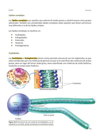 93
Lípidos
DGEP
Lípidos complejos
Los lípidos complejos son aquellos que además de ácidos grasos y alcohol poseen otros grupos
adicionales. También son considerados lípidos complejos todos aquellos que tienen estructuras
muy diferentes a la de los lípidos simples.
Los lípidos complejos se clasifican en:
l Fosfolípidos
l Esfingolípidos
l Esteroides
l Terpenos
l Prostaglandinas
Fosfolípidos
Los fosfolípidos o fosfoglicéridos tienen cierto parecido estructural con los triglicéridos ya que
están constituidos por una molécula de glicerol a la que se le esterifican dos moléculas de ácidos
grasos, pero en lugar del tercer ácido graso, tiene esterificado una molécula de ácido fosfórico,
mediante un enlace éster fosfórica.
Figura 4.17 Estructura de una molécula de fosfolípido y su lo-
calización en la célula, donde constituyen la membrana celular.
Fosfolípidos
93
 