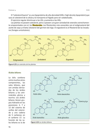 96
Unidad 4 UAS
El “colesterol bueno” es una lipoproteína de alta densidad (HDL= high density lipoprotein) que
saca al colesterol de la célula y lo transporta al hígado para ser catabolizado.
El ejercicio regular disminuye a las LDL y aumenta a las HDL.
Las plantas no poseen colesterol, pero si poseen una gran variedad de esteroles estrechamen-
te emparentados con el, los fitosteroles. Los fitosteroles más conocidos son el estigmasterol del
aceite de soya y el beta-sitosterol del germen de trigo. El ergosterol es el fitosterol de las levadu-
ras (hongos unicelulares).
Ácidos biliares
La bilis contiene
entre muchos otros
componentes, las
sales biliares, que
son amidas deriva-
das de los ácidos
biliares y los ami-
noácidos glicina y
taurina. Los ácidos
biliares tienen gru-
pos hidroxilo en las
posiciones 3, 7 y
12 del sistema de
anillos del esteroi-
de y una cadena
de 5 carbonos en
el carbono 17. La
función de las sa-
les biliares es la de
Figura 4.23 Los esteroles de las plantas.
Figura 4.24 Los ácidos biliares.
 