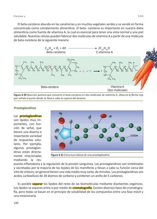 100
Unidad 4 UAS
El beta-caroteno abunda en las zanahorias y en muchos vegetales verdes y se vende en forma
concentrada como complemento alimenticio. El beta- caroteno es importante en nuestra dieta
alimenticia como fuente de vitamina A, la cual es esencial para tener una vista normal y una piel
saludable. Nuestras células pueden fabricar dos moléculas de vitamina A a partir de una molécula
de beta-caroteno de la siguiente manera:
C40
H56
+ O2
+ 4H 2C20
H30
O
Beta caroteno 2 vitamina A
Prostaglandinas
Las prostaglandinas
son lípidos muy im-
portantes, con fun-
ción de señal, que
tienen una diversa e
importante variedad
de respuestas celu-
lares. Por ejemplo,
algunas prostaglan-
dinas están directa-
mente relacionadas
mediando la res-
puesta inflamatoria y la regulación de la presión sanguínea. Las prostaglandinas son sintetizadas
y secretadas por la mayoría de los tejidos de los mamíferos y llevan a cabo su función cerca del
sitio de síntesis; en general tienen una vida media muy corta, de minutos. Las prostaglandinas son
ácidos carboxílicos de 20 átomos de carbono y contienen un anillo de 5 carbonos.
Es posible separar los lípidos del resto de las biomoléculas mediante disolventes orgánicos.
Los lípidos se separan entre sí por medio de cromatografía. Existen diversos tipos de cromatogra-
fía, pero todas se basan en el principio de solubilidad de los compuestos entre una fase móvil y
una estacionaria.
Figura 4.31 Estructura básica de una prostaglandina.
Figura 4.30 Reacción química que convierte el beta-caroteno en dos moléculas de vitamina A. Observa la flecha roja
que señala el punto donde se lleva a cabo la ruptura del terpeno.
 