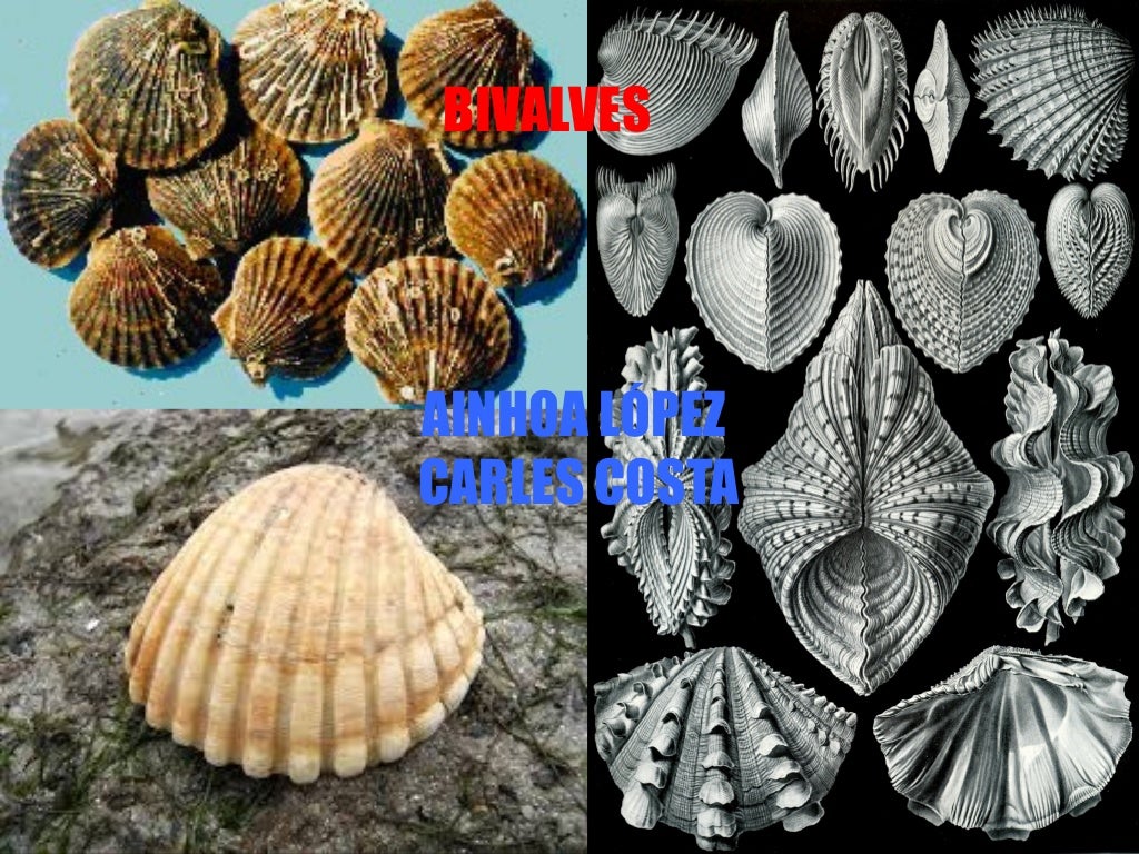 bivalves