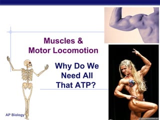 Muscles &
             Motor Locomotion
                   Why Do We
                    Need All
                   That ATP?


AP Biology                      2006-2007
 