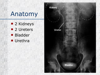 Anatomy 2 Kidneys 2 Ureters Bladder Urethra 