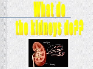 What do the kidneys do?? 