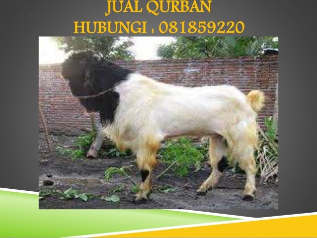 hubungi 0818592209, harga hewan kurban sapi terbesar murah ...