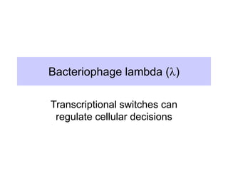 Bacteriophage lambda (l)
Transcriptional switches can
regulate cellular decisions
 