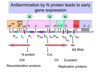 Antitermination by N protein leads to early
gene expression
Pint PL PRM PR PRE PR‘
tR3
tL1 tR1 tR2 t6S
att
int
xis
red
gam
cIII N cI cro cII O P Q S R A…J
N N N
N protein Cro
6S RNA
CIII
Recombination proteins
CII
Replication proteins
Q protein
 
