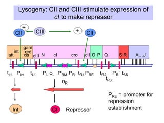 +
Lysogeny: CII and CIII stimulate expression of
cI to make repressor
oR
Pint oL
PL PRM PR PRE PR‘
tR3
tL1 tR1 tR2 t6S
att
int
xis
red
gam
cIII N cI cro cII O P Q S R A…J
CIII CII
CI
+
Repressor
PRE = promoter for
repression
establishment
Int
tint
CII
 