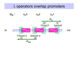l operators overlap promoters
oR1
oR2
oR :
TTGACT GATAAT
-10
-35
ATAGAT 5’
TTAGAT 5’
-10 -35
oR3
cro
N
PR
PRM
 