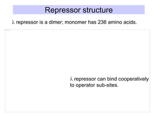 Repressor structure
l repressor is a dimer; monomer has 236 amino acids.
l repressor can bind cooperatively
to operator sub-sites.
 