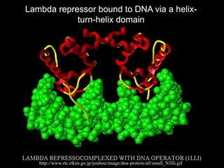 http://www.rtc.riken.go.jp/jouhou/image/dna-protein/all/small_N1lli.gif
Lambda repressor bound to DNA via a helix-
turn-helix domain
 